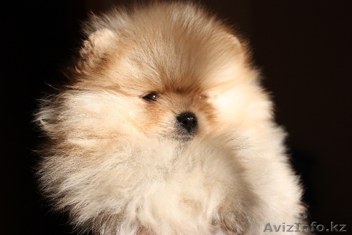 Щенки померанского шпица - Изображение #1, Объявление #18333