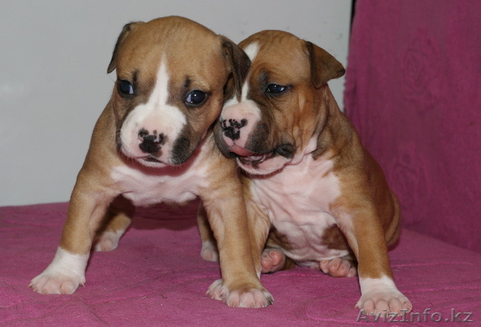 Продам щенка американского стаффордширского терьера - Изображение #1, Объявление #38099