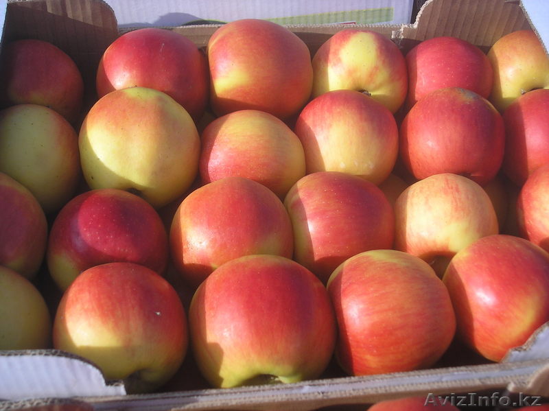 яблоко Македония - Изображение #1, Объявление #160503