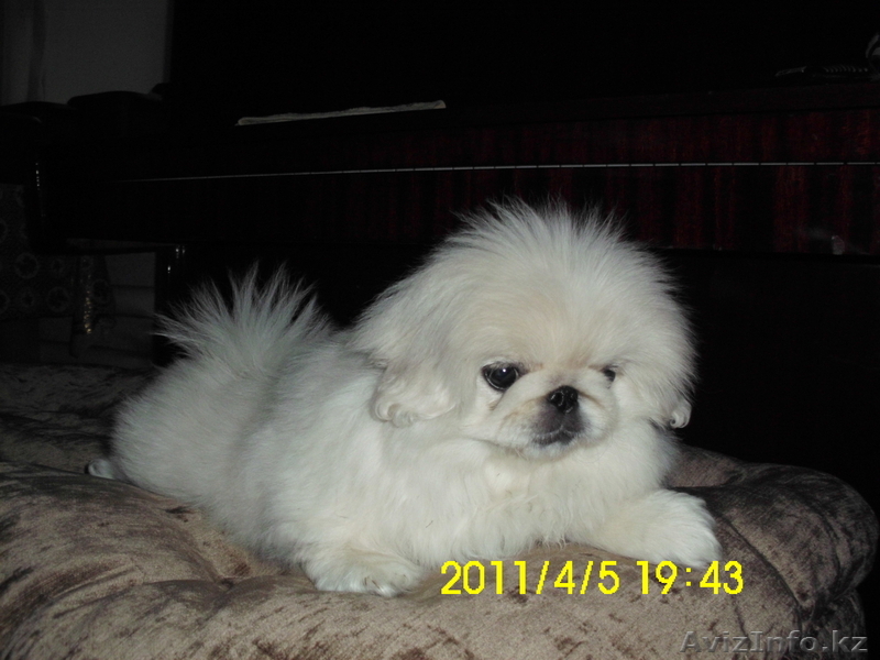 Впервые в Уральске!!! - Изображение #1, Объявление #225427