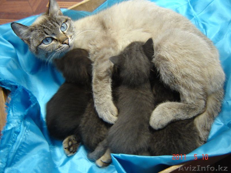 Котята в добрые руки. - Изображение #1, Объявление #257540