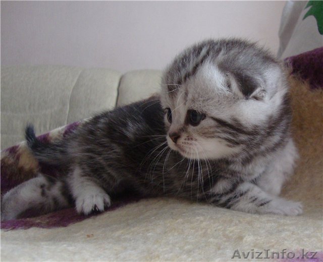 Вислоухие мраморные котята - Изображение #1, Объявление #579875