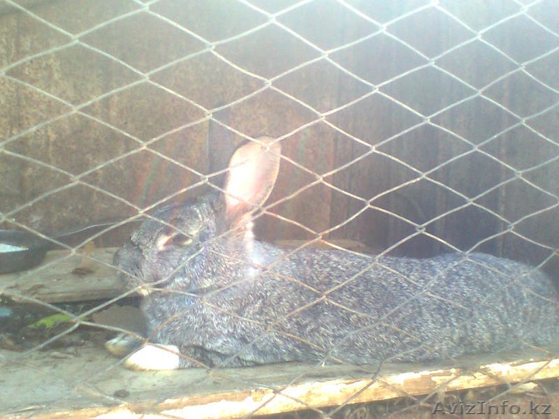 Продажа домашних кроликов - Изображение #1, Объявление #590038