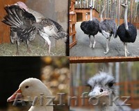 Страусиная ферма Мистер Фишер - Изображение #1, Объявление #629580