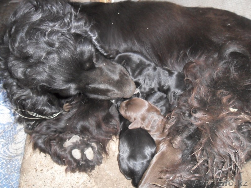 Продам щенков русский спаниель   - Изображение #1, Объявление #659977