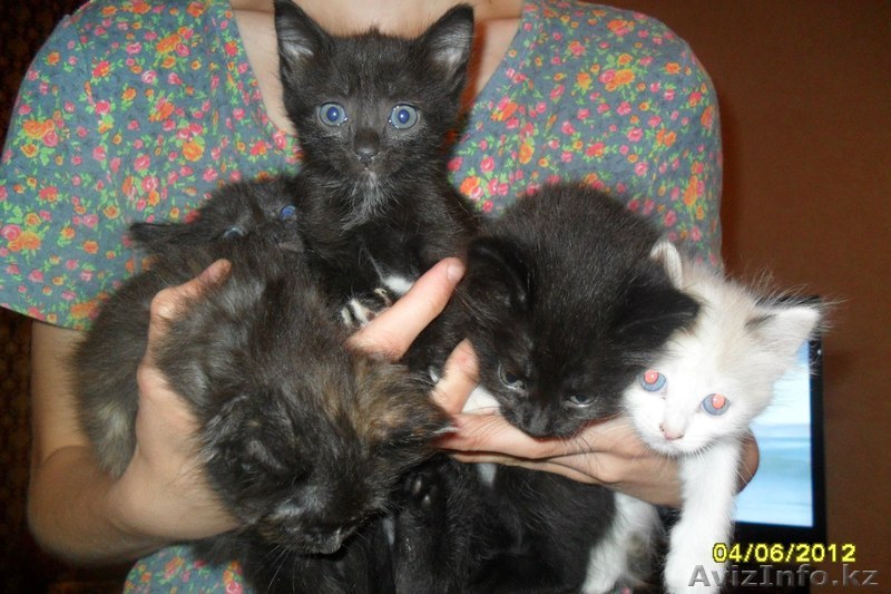 Котята от сиамской кошки - Изображение #1, Объявление #682512