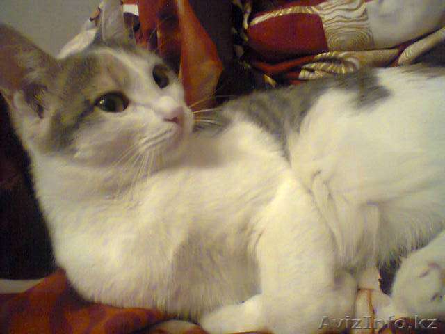 Вязка с домашней кошечкой - Изображение #1, Объявление #757595