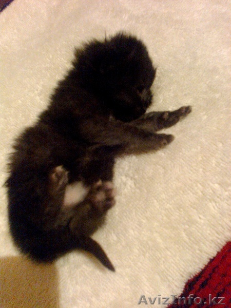 gulvira.1987@mail.ru - Изображение #1, Объявление #762727