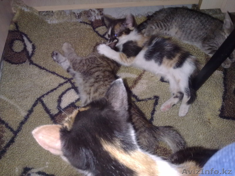 Отдаем котят в хорошие руки - Изображение #1, Объявление #918521