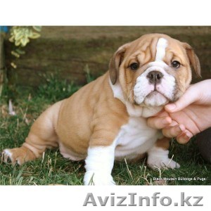   Девочка английского бульдога. 2 месяца, родословная, клеймо, прививки. - Изображение #1, Объявление #1010977