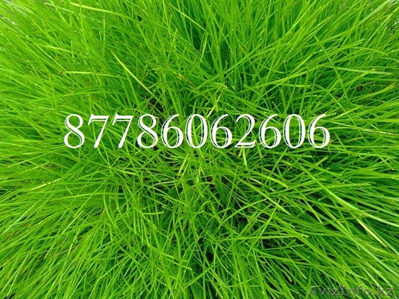 Любые товары питания по низким ценам с доставкой по Уральску. - Изображение #1, Объявление #1063068