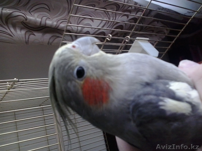 продам попугая  - Изображение #1, Объявление #1187142