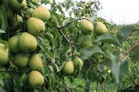 Яблоки  груши сливы  из Польши - Изображение #2, Объявление #60357