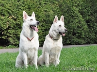 Щенки белой швейцарской овчарки (БШО) - Изображение #3, Объявление #74466