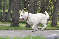 Щенки белой швейцарской овчарки (БШО) - Изображение #1, Объявление #74466