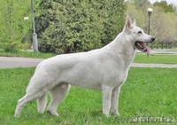 Щенки белой швейцарской овчарки (БШО) - Изображение #2, Объявление #74466