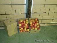 Я продам яблоки - Изображение #3, Объявление #125550