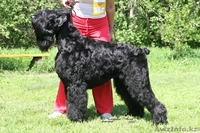 Русского Черного терьера, щенков.Самара - Изображение #2, Объявление #286184