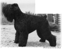 Русского Черного терьера, щенков.Самара - Изображение #1, Объявление #286184