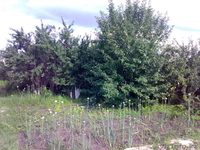 Дача 7,5 сот. Район Телецентр. общество \"Родник\" - Изображение #2, Объявление #321049