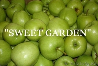 Наиболее хорошие яблоки из Польши - большой опт !! - Изображение #3, Объявление #377443