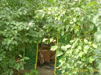 Продам двух этажный коттедж с новой мебелью. - Изображение #4, Объявление #390371