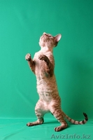 Котята девон рекса,сказочные эльфы. - Изображение #1, Объявление #684326