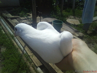 свадебные голуби - Изображение #3, Объявление #683199