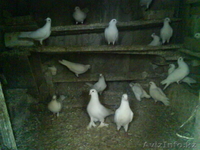 свадебные голуби - Изображение #4, Объявление #683199