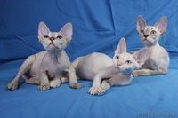 Котята девон рекса,сказочные эльфы. - Изображение #2, Объявление #684326