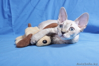 Котята девон рекса,сказочные эльфы. - Изображение #3, Объявление #684326