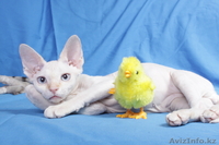 Котята девон рекса,сказочные эльфы. - Изображение #4, Объявление #684326