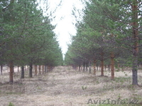 Центр Благоустройства и Озеленения "ЗАПАД" -строительство ,озеленение,мн.др. - Изображение #2, Объявление #707919