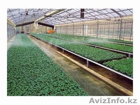 Центр Благоустройства и Озеленения "ЗАПАД" -строительство бассейнов,саженцы..... - Изображение #4, Объявление #707610