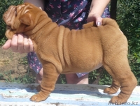 Щенки шарпея Роял Гранд - Изображение #1, Объявление #745278