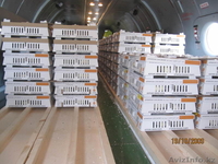 Инкубационное яйцо, суточные цыплята - Изображение #3, Объявление #825306