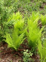 дача продам срочно - Изображение #5, Объявление #876768