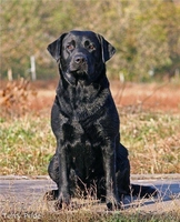 Шикарные лабрадорчики - Изображение #1, Объявление #1163296