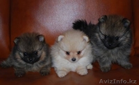Предлагаем к продаже щенка померанского шпица - Изображение #1, Объявление #1192157