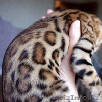 Бенгальские котята - ХОЧЕШЬ ДОМА ЛЕОПАРДА? - Изображение #2, Объявление #1191087