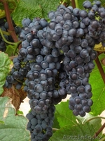 Продам дом недорого - Изображение #7, Объявление #1263393