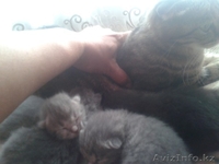 котят шотланцы вислоухие - Изображение #1, Объявление #1290923