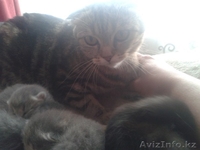 котят шотланцы вислоухие - Изображение #3, Объявление #1290923