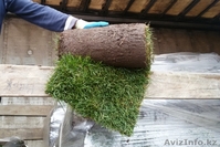 Рулонный газон от 135 руб/рул !!!+79277770575 Самара - Изображение #1, Объявление #1538378