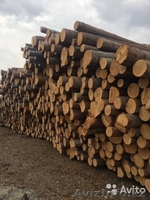 Пиломатериалы Оптом. Береза, Осина, Кедр - Изображение #2, Объявление #1610313