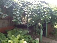 Деревянный дачный дом - Изображение #3, Объявление #1613201