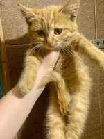 Котенок девочка в хорошие руки срочно - Изображение #1, Объявление #1740329