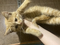 Котенок девочка в хорошие руки срочно - Изображение #2, Объявление #1740329