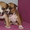 Продам щенка американского стаффордширского терьера #38099