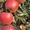 Яблоки  груши сливы  из Польши #60357